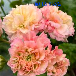 제라늄, 보나스 파스텔, 화분 12cm. 이미지