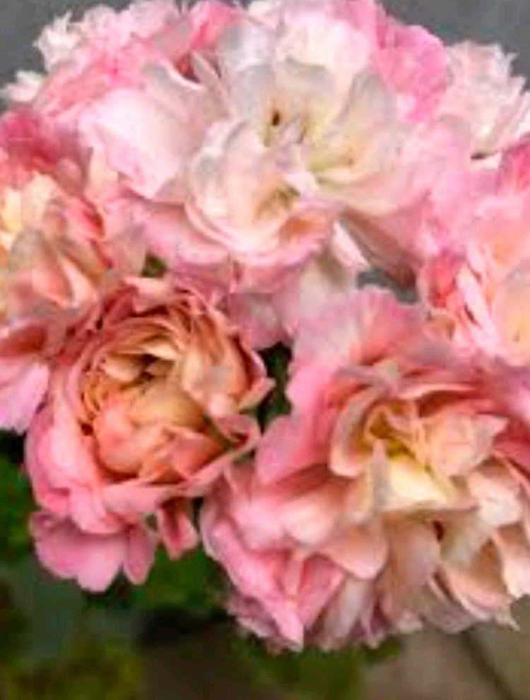 제라늄, 보나스 파스텔, 화분 12cm. 이미지