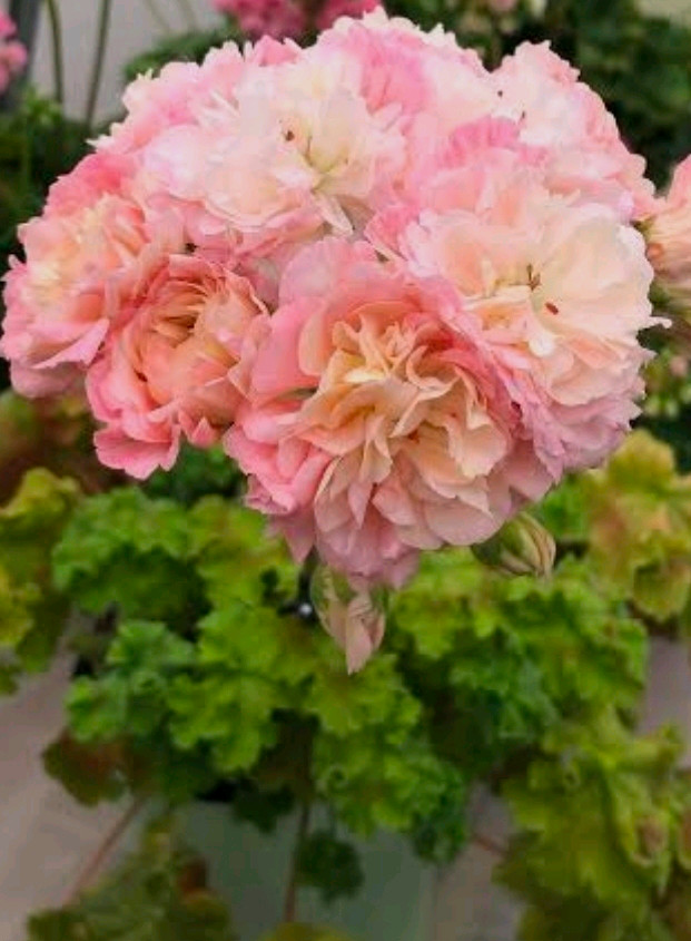 제라늄, 보나스 파스텔, 화분 12cm. 이미지