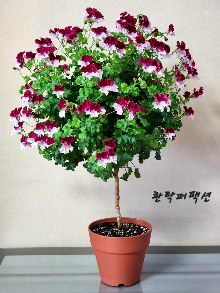콴탁퍼팩션 제라늄 (2번) 이미지