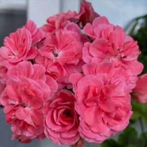 제라늄, TA 모로코 공주, 화분 14cm. 이미지