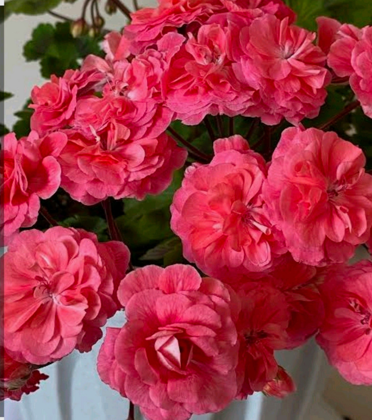 제라늄, TA 모로코 공주, 화분 14cm. 이미지