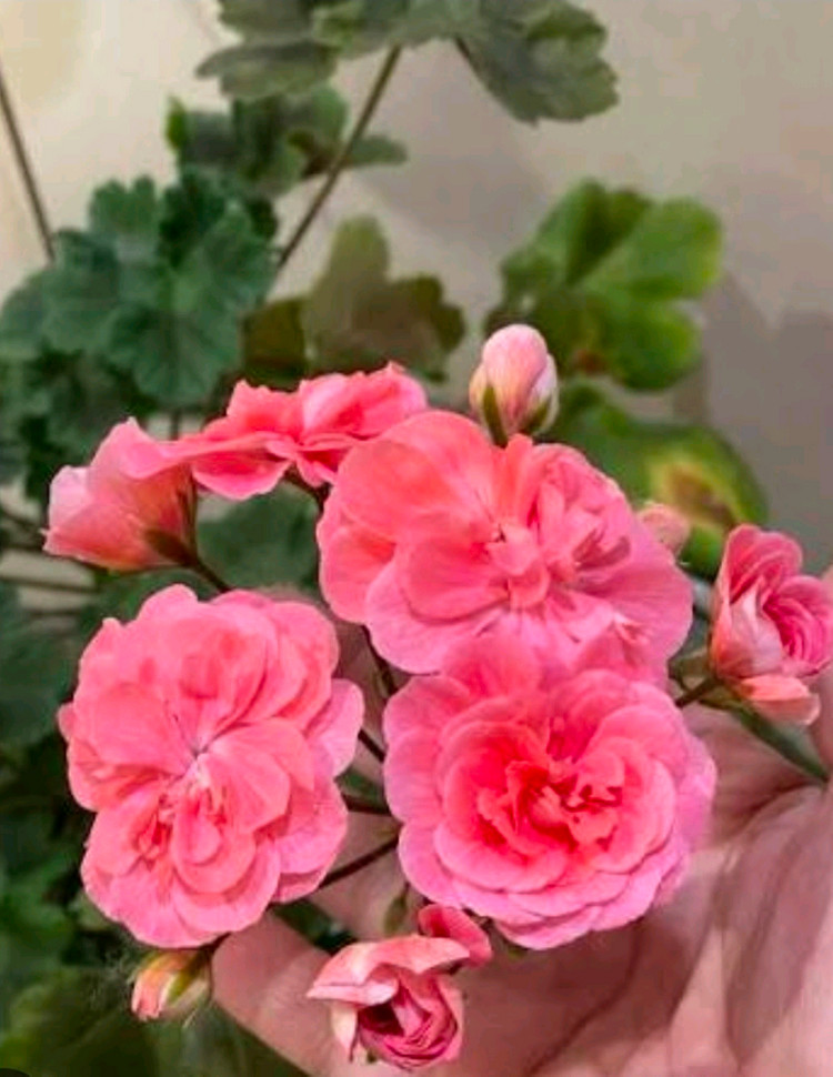 제라늄, TA 모로코 공주, 화분 14cm. 이미지