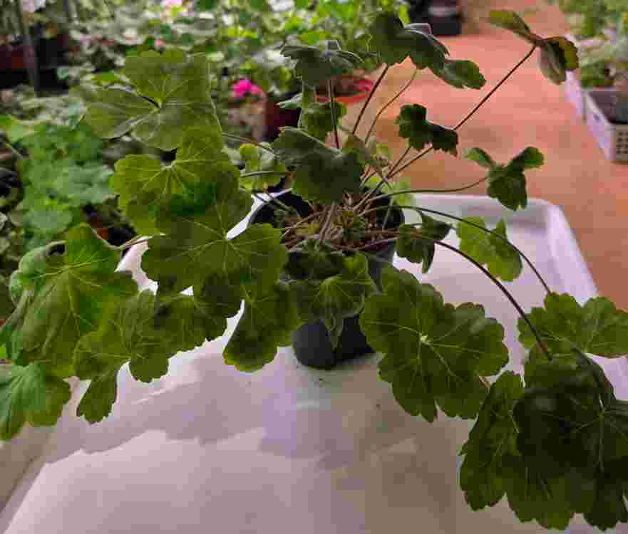 제라늄, TA 모로코 공주, 화분 14cm. 이미지