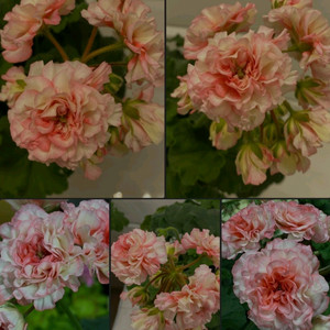 제라늄, IV 아델리나 패티, 화분 12cm. 이미지