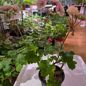 제라늄, 이리올 아키라, 화분 14cm. 이미지
