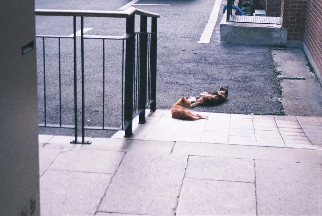 작례O 삼성 FUZZY ZOOM 777 필름카메라 이미지