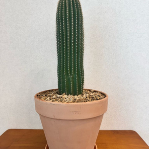 대볼룔선인장(높이60cm) 이미지