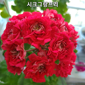 시크그랑프리 대품 제라늄 이미지