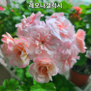 레오나갤럭시 중품 제라늄 러시아제라늄 이미지