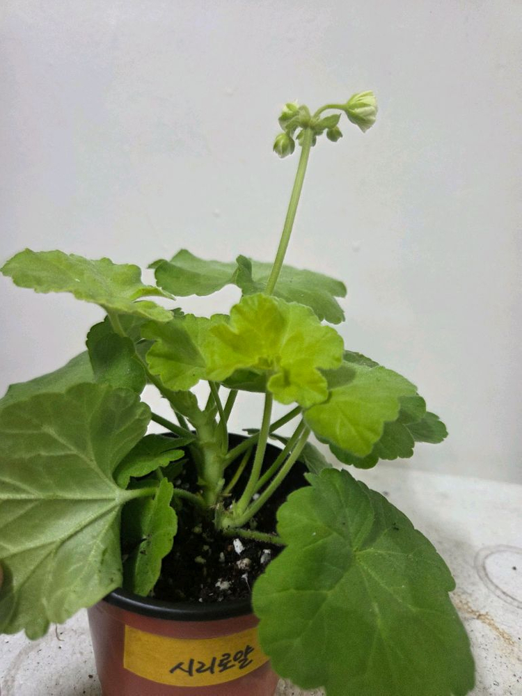 제라늄 개별분양 1. 이미지