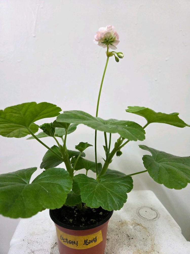 제라늄 개별분양 2. 이미지