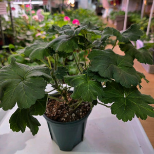 제라늄, 디아즈 마타 하리. 화분 14cm. 이미지