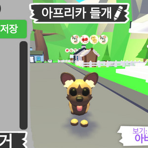 입양하세요 펫 아프리카 들개 이미지