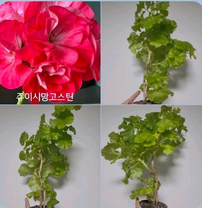 모주 9종 삽수 많은 대품 모주 제라늄 개당 4개6천/9개5천 이미지