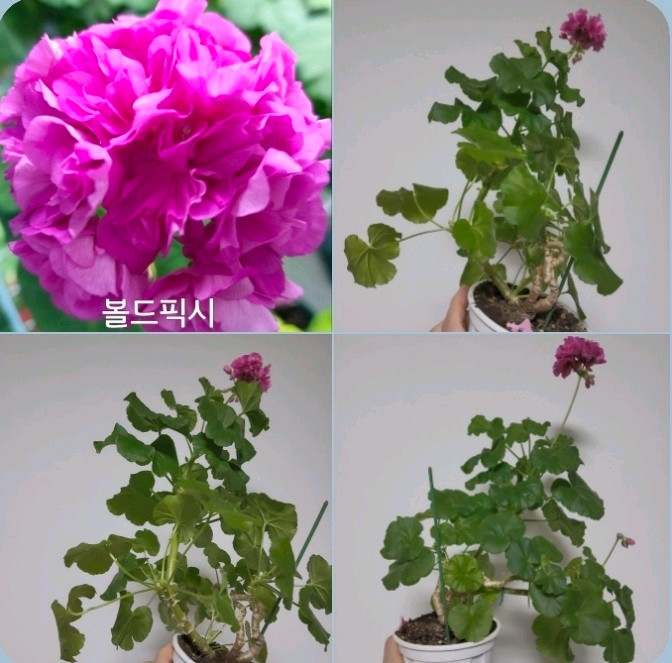 모주 9종 삽수 많은 대품 모주 제라늄 개당 4개6천/9개5천 이미지