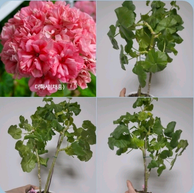 모주 9종 삽수 많은 대품 모주 제라늄 개당 4개6천/9개5천 이미지