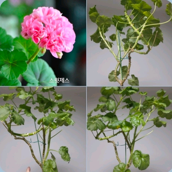모주 9종 삽수 많은 대품 모주 제라늄 개당 4개6천/9개5천 이미지