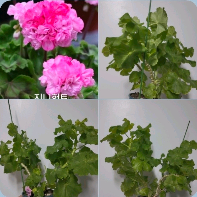 모주 9종 삽수 많은 대품 모주 제라늄 개당 4개6천/9개5천 이미지