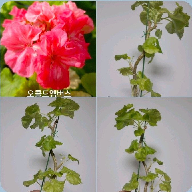 모주 9종 삽수 많은 대품 모주 제라늄 개당 4개6천/9개5천 이미지