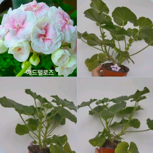 매드펄로즈 러시아 제라늄 꽃대 0.5 이미지