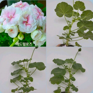 매드펄로즈 러시아 제라늄 꽃대 0.5 이미지