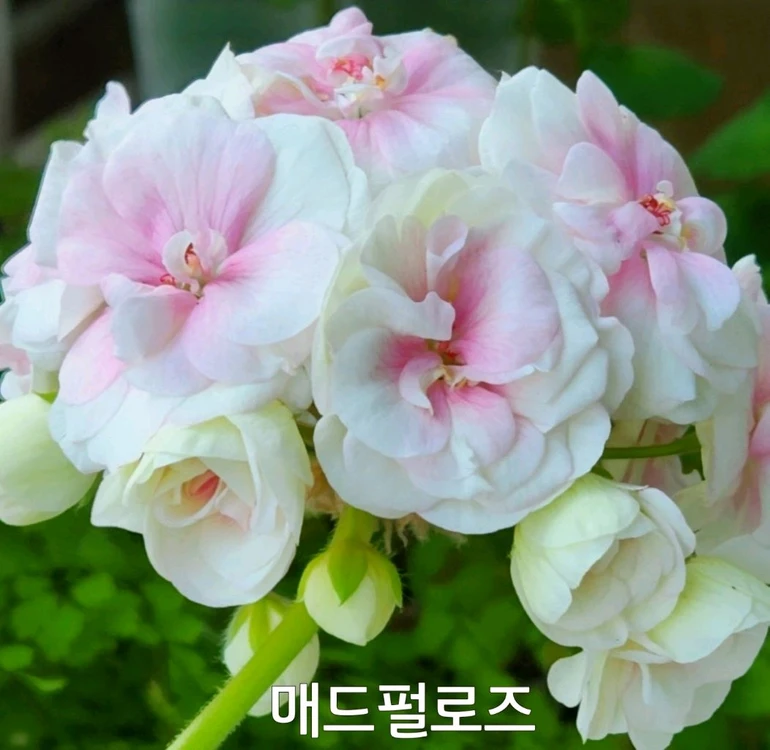 매드펄로즈 러시아 제라늄 꽃대 0.5 이미지