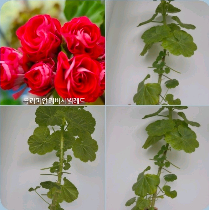 모주 9종 삽수 많은 대품 모주 제라늄 개당 4개6천/9개5천 이미지
