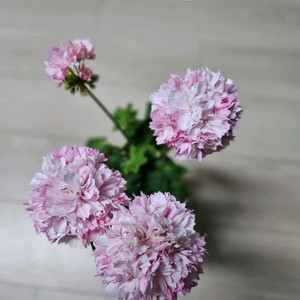 블루퀸즈티아라 스텔라제라늄 이미지
