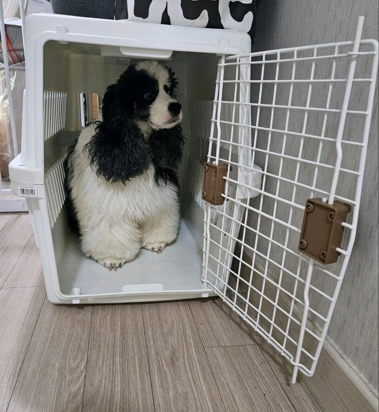 릿첼 이동장 접이식 켄넬 L 이미지