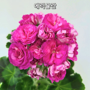 에릭뮬란 중대품 1번 제라늄 이미지