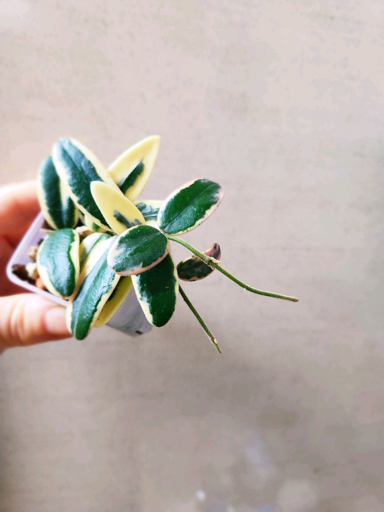 호야 리프리즘산반 이미지