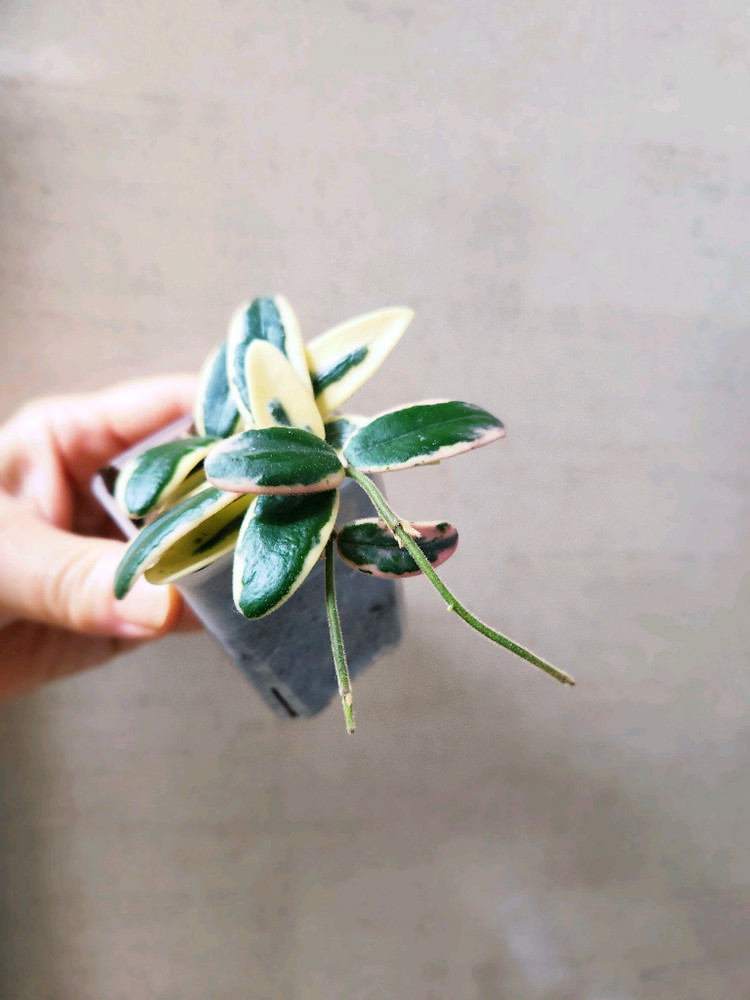 호야 리프리즘산반 이미지