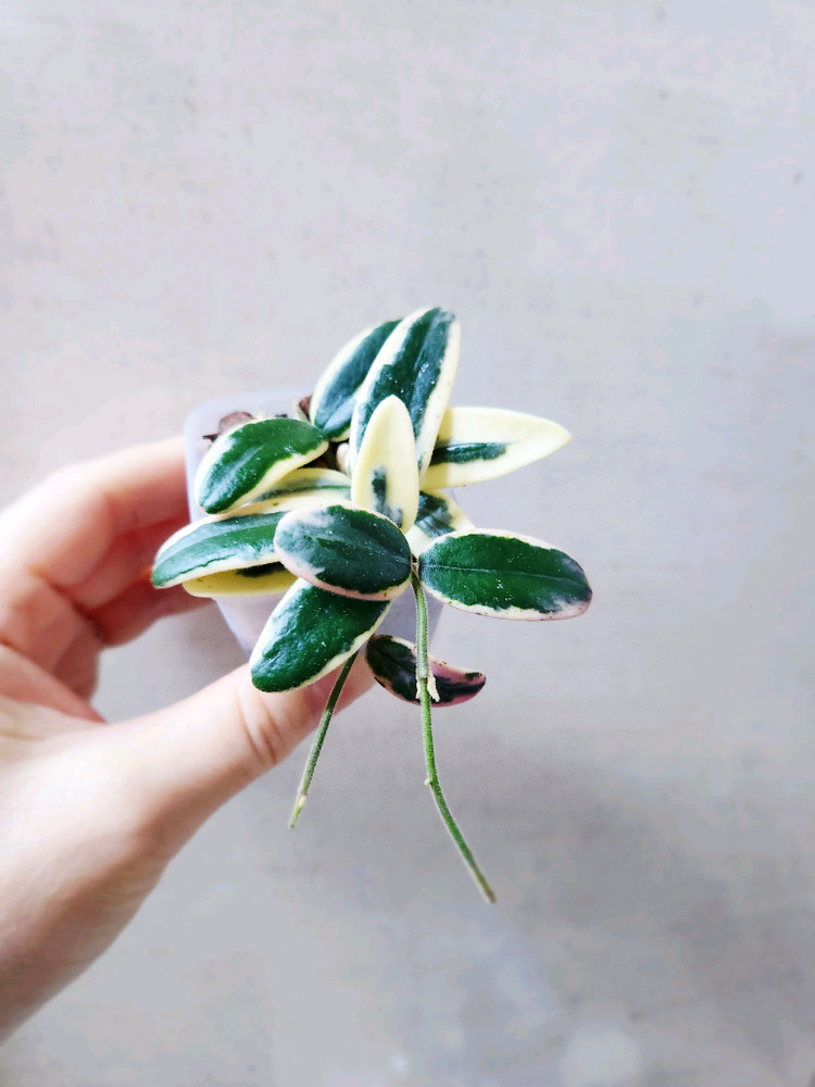 호야 리프리즘산반 이미지