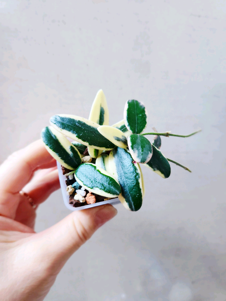 호야 리프리즘산반 이미지
