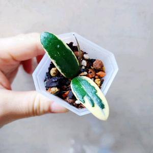 호야 리프리즘산반 이미지