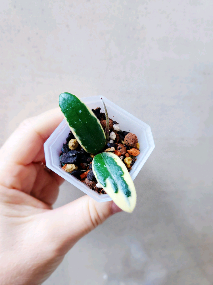호야 리프리즘산반 이미지