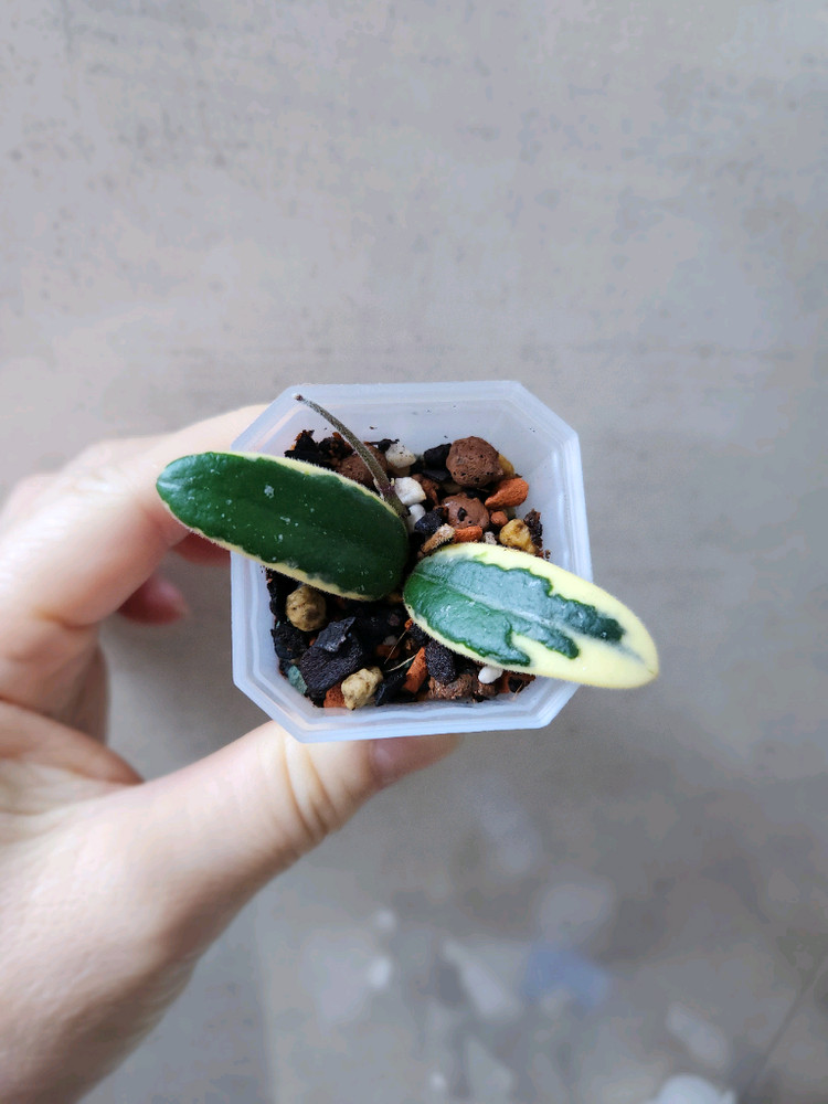 호야 리프리즘산반 이미지
