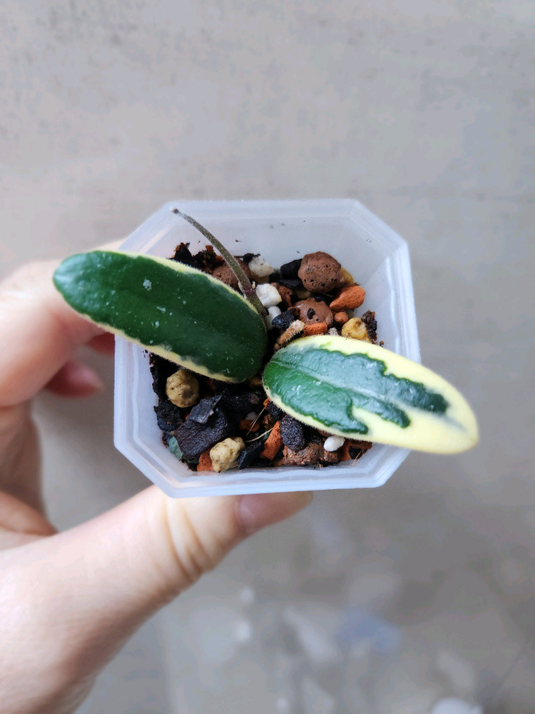 호야 리프리즘산반 이미지