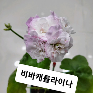 비바캐롤라이나 제라늄 이미지