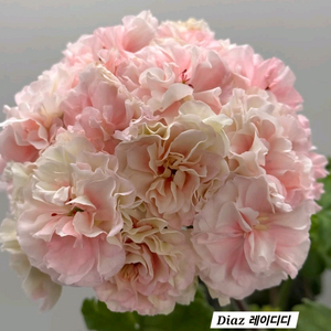 Diaz 레이디디 노르웨이 제라늄 이미지