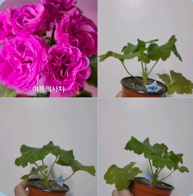 3종 여름의사치 골초바의노래 아마레티 러시아 제라늄 2.5 이미지