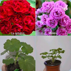 2종 아마존카 메를레종2 제라늄 1.2 이미지