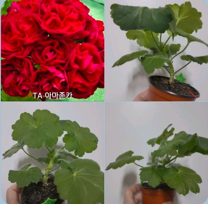 2종 아마존카 메를레종2 제라늄 1.2 이미지