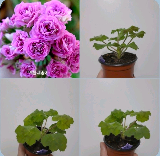2종 아마존카 메를레종2 제라늄 1.2 이미지