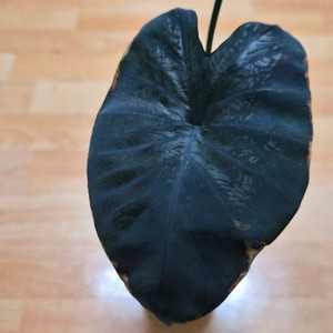 콜로카시아 블랙코랄 이미지