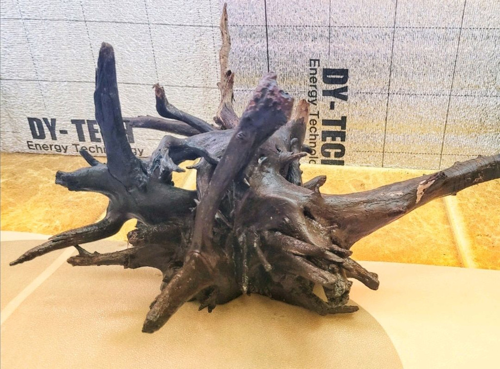 두자어항용 유목 이미지