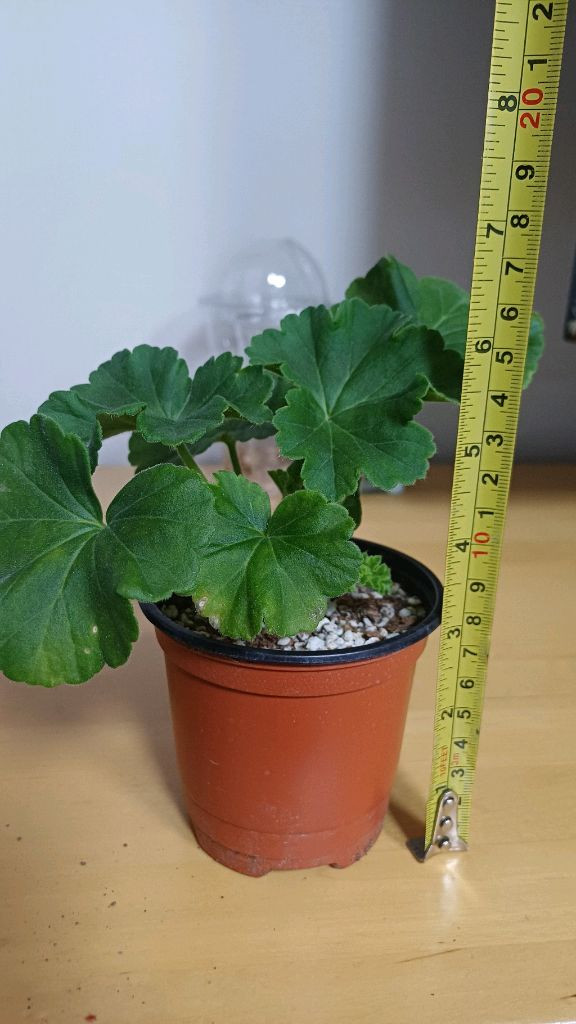 제라늄 ug마법동화 러시아제라늄 이미지