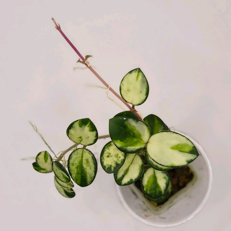 호야 마틸드바리에가타 이미지