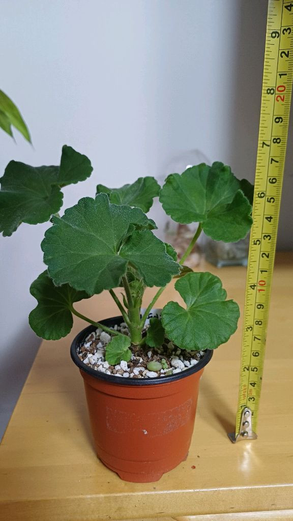 제라늄 쉘크헤븐 러시아제라늄 이미지